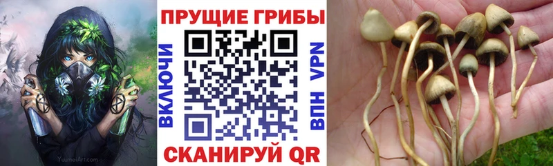 магазин  наркотиков  Шахты  Псилоцибиновые грибы GOLDEN TEACHER 